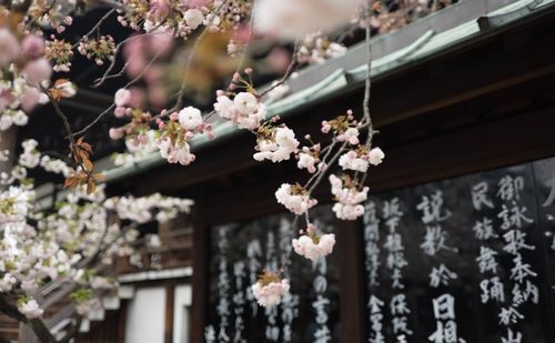 china joy落幕,來看看海外玩家最青睞什么游戲 深度觀點分享